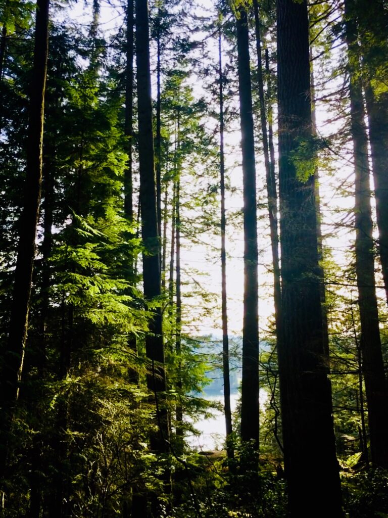 squamish woods