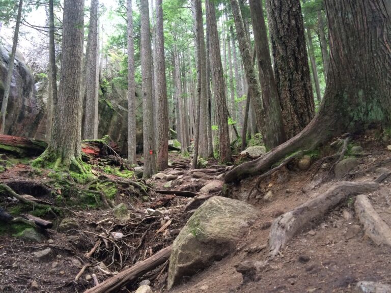 Dense and verdant woods line the ascending trail to the Chief in Squamish,